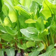 Foglie verdi e lucide di acetosa selvatica, con steli rossastri che emergono dal terreno.