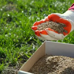 Ręka w rękawicy trzyma nasiona trawy, gotowa do siewu. Idealny czas, kiedy siac trawe, to wiosna lub jesień.