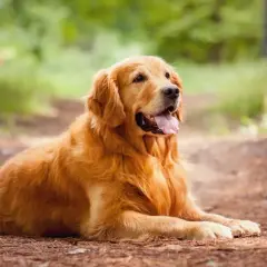 Z jakiego kraju pochodzi golden retriever? Odkryj jego fascynującą historię