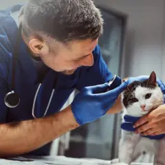 Veterinario Valencia: Encuentra la mejor atención para tu mascota