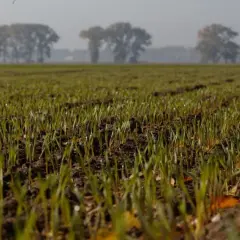 Młode źdźbła zbóż wyrastają z ziemi, tworząc naturalny mulcz. W tle widać drzewa.