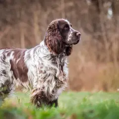 Ein English Springer Spaniel steht im Gras, sein braun-weißes Fell ist im Sonnenlicht zu sehen.