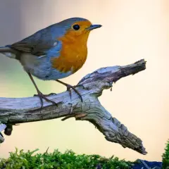 Ein Rotkehlchen sitzt auf einem Ast in einem vogelfreundlichen Garten. Moos und Holz bilden eine natürliche Kulisse.