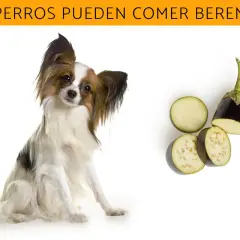 Un perro adorable mira atentamente mientras se presentan rodajas de berenjena, sugiriendo que los perros pueden comer berenjena.