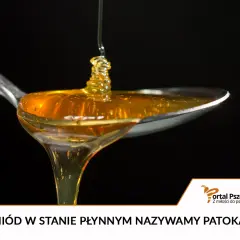 Płynny, złocisty, nieskrystalizowany miód naturalny spływa z łyżeczki. To patoka, słodki dar natury.