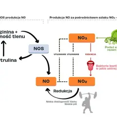 Cytrulina: Ile przed treningiem? Odkryj sekret maksymalnej pompy!