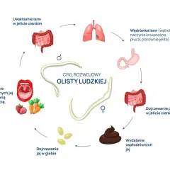 Glista ludzka jakie badania – skuteczne metody diagnostyki pasożytów