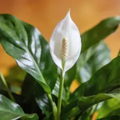Un spathiphyllum aux feuilles vertes et brillantes, avec une fleur blanche élégante. L'entretien de cette plante est simple.