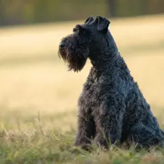 Un Kerry Blue Terrier con su característico pelaje oscuro y ondulado, sentado en un campo con hierba.
