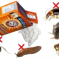 Soda na mrówki i inne szkodniki. Proszek z opakowania Arm & Hammer Baking Soda odstrasza mrówki, ślimaki, karaluchy, szczury i pchły.