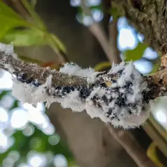Gros plan sur une branche d'arbre recouverte d'une colonie de pucerons blancs, formant une masse cotonneuse et sombre.
