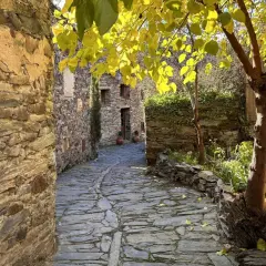 Calle empedrada en Patones de Arriba, con casas de piedra y un árbol frondoso de hojas amarillas.