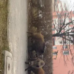 Co robić, gdy dziki na osiedlu stają się zagrożeniem?