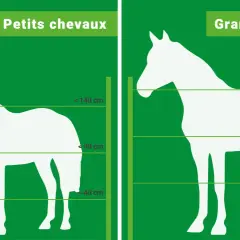 Comparaison de la hauteur cloture chevaux : petits et grands chevaux, avec indications de tailles en cm.