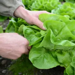 Hände ernten frischen Kopfsalat. Die grünen Blätter sind prall und saftig, ein Zeichen für den **Salat** der **Saison**.