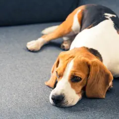 A sad beagle rests on a couch, perhaps after a dose of thc for dogs.