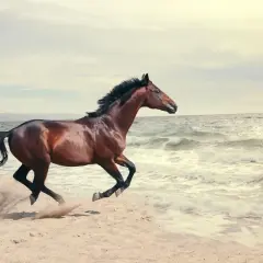 Brązowy koń w szybkim biegu po piaszczystej plaży, z grzywą rozwianą na wietrze, na tle falującego morza.
