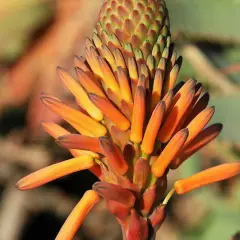 Kwitnący aloes w domu, z pomarańczowo-żółtymi kwiatami w kształcie tubek, tworzącymi gęsty kwiatostan.