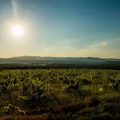 Vignoble verdoyant sous un soleil éclatant, s'étendant à perte de vue vers des collines lointaines. Le domaine La Marele, baigné de lumière, promet une récolte généreuse.