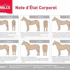 Illustration comparant l'état corporel des chevaux, de émacié à obèse, montrant les muscles et la masse corporelle.