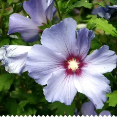 Gros plan sur une fleur d'hibiscus bleu pâle, ses pétales délicats révélant un cœur pourpre. La taille de l'hibiscus est impressionnante.
