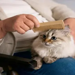 Persona peina a su gato con un cepillo de madera, una forma efectiva de como eliminar el pelo de gato del ambiente y mantener el hogar limpio.