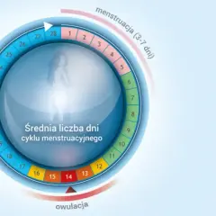 Owulacja: Kiedy wypada? Oblicz dni płodne i poznaj sygnały ciała
