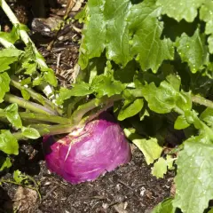 Gros navet violet émergeant de la terre, entouré de feuilles vertes luxuriantes. Une belle variété de navet prête à être récoltée.