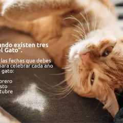 Un gato naranja descansa, invitando a celebrar los tres "Días del Gato" agendados: 20 de febrero, 8 de agosto y 29 de octubre.