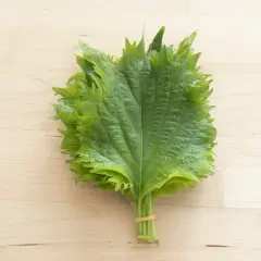 A bunch of fresh green shiso leaves, tied with a rubber band, ready for delicious shiso recipes.