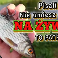 Jak prawidłowo założyć żywca na haczyk? Wędkuj skuteczniej!