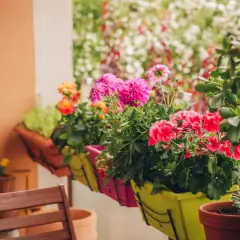 Kolorowe kwiaty na balkon zachodni: różowe dalie, czerwone pelargonie i pomarańczowe róże w donicach.