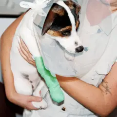 En hund med krage och grön linda på ett ben, troligen efter en korsbandsskada.