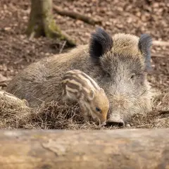 Ein Wildschwein mit Frischlingen im Tierpark Engelskirchen.