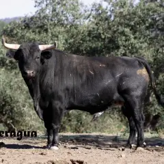 Toro negro de lidia, con cuernos curvos y mirada desafiante. Parece un ejemplar digno de un torero como José Luis Iniesta.