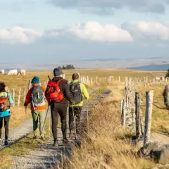 Quatre randonneurs marchent sur un sentier de campagne, profitant du paysage du tour de l'Aubrac. Des vaches paissent au loin.