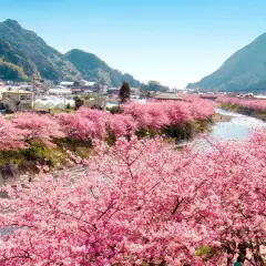 Flussufer gesäumt von Kirschblüten, ein malerischer Anblick, der die beste Reisezeit für Tokio andeutet.