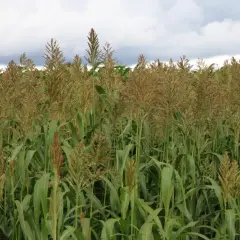 Pole pełne dojrzałego sorgo na kiszonkę, z gęstymi, brązowymi wiechami i zielonymi liśćmi pod zachmurzonym niebem.