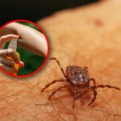 Czym żywią się kleszcze i jak uniknąć ich ukąszeń?