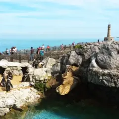 Pingüinos en su hábitat rocoso junto al mar, con visitantes observando. El parque marino de la Magdalena ofrece vistas espectaculares.