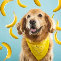 Złoty retriever w żółtej bandanie otoczony przez spadające banany. Czy pies może jeść banana? Ten słodki psiak wygląda, jakby chciał się przekonać!