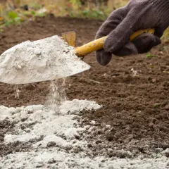 Rękawica w brązowej rękawiczce rozsypuje łopatką biały proszek, prawdopodobnie dolomit wapno, na ciemnej ziemi w ogrodzie.