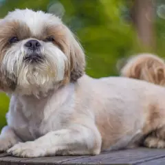 Uroczy shih tzu z puszystą sierścią i charakterystycznym pyszczkiem. Choć jego wady są niewielkie, wymaga troski.