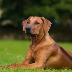 Un chien chasseur de lion, un Rhodesian Ridgeback, repose sur l'herbe verte, son pelage roux brillant sous la lumière.