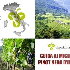 Vini Trentino Alto Adige: un calice di Pinot Nero, vigneti rigogliosi e la guida ai migliori d'Italia.