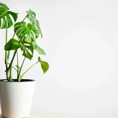 Monstera w białej donicy, idealne warunki dla tej rośliny to jasne, rozproszone światło.