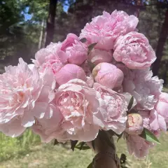 Piwonia Sarah Bernhardt w pełnym rozkwicie, bukiet różowych, puszystych kwiatów na tle zieleni.