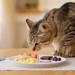 Gato atigrado olisquea un plato con huevos revueltos, zanahorias y arroz. Los gatos pueden comer arroz, pero este plato también tiene chocolate y uvas, ¡peligrosos para ellos!