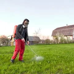 Mężczyzna w masce i czerwonych spodniach opryskuje trawnik.