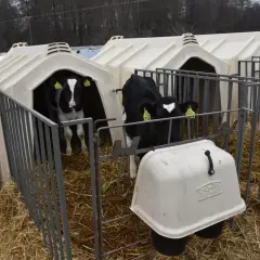 Dwie młode jałówki w swoich indywidualnych budkach na słomie. Jedna patrzy wprost na widza, druga odwraca głowę.